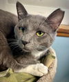 adoptable Cat in champaign, IL named Grey Sky