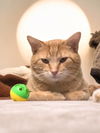 Luigi (Bonded Pair with Mario)