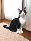 Mario (Bonded pair with Luigi)