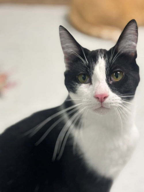 Mario (Bonded pair with Luigi)