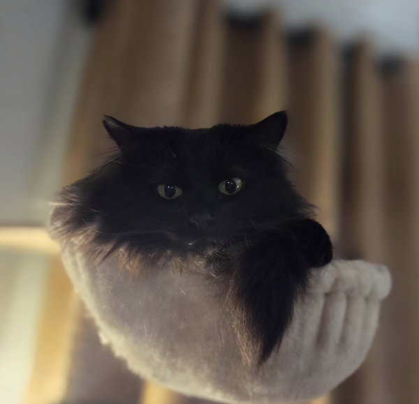Lylah