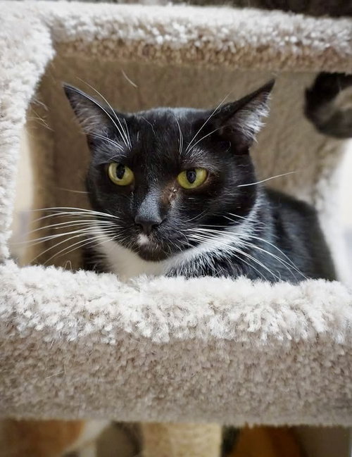 Minney, an adoptable Domestic Short Hair in Champaign, IL