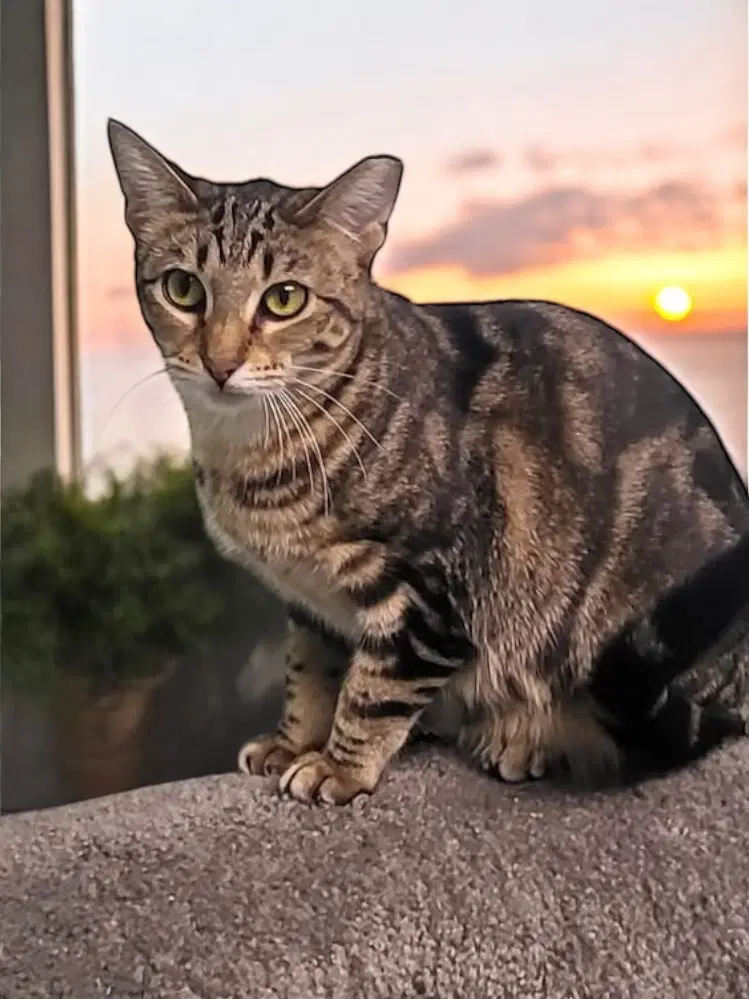 Shirley - Domestic Short Hair