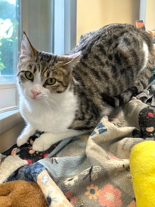 picture of the cat needing adoption