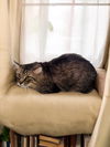 adoptable Cat in champaign, IL named Jonesy