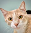 adoptable Cat in champaign, IL named Tate