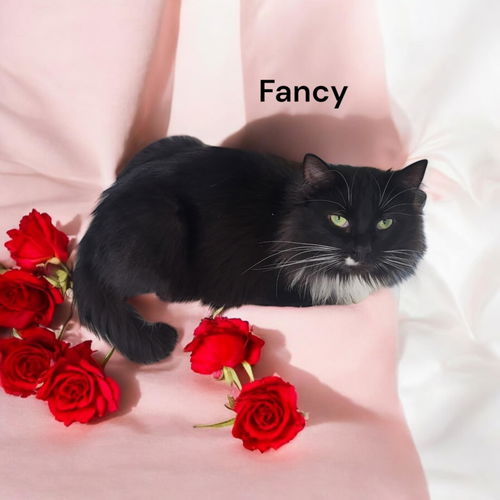 Fancy