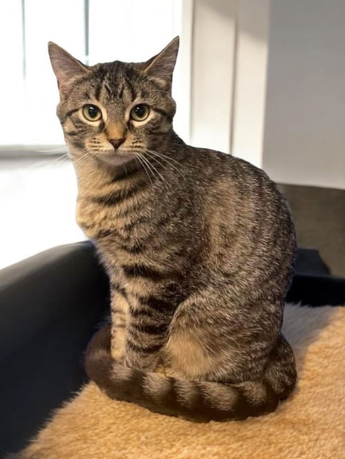 picture of the cat needing adoption