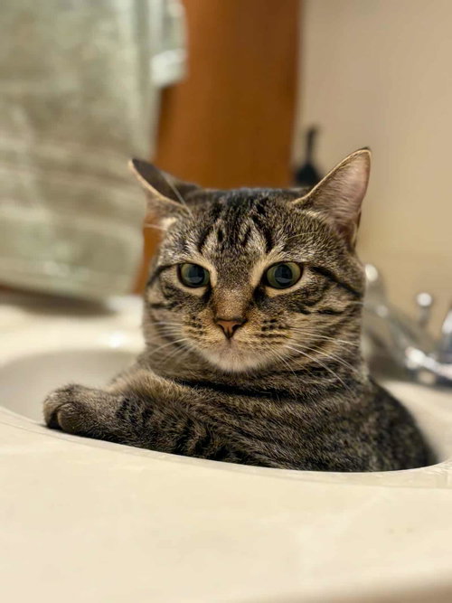 CAROL - Domestic Short Hair available for adoption