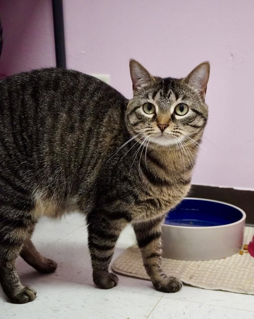 Carol, an adoptable Domestic Short Hair in Champaign, IL