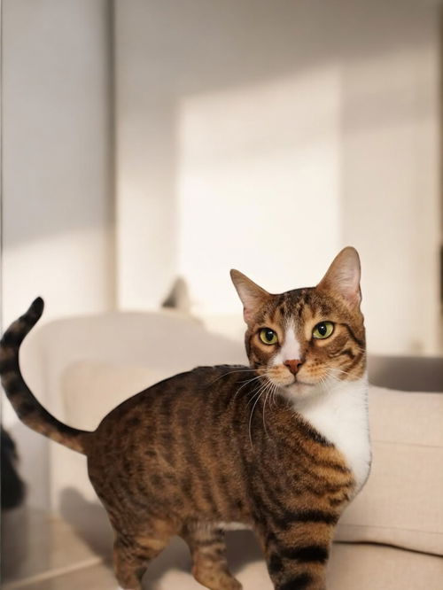 picture of the cat needing adoption