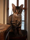 Annie