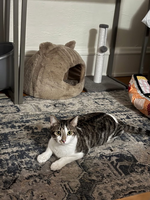 OLIVER - Domestic Short Hair available for adoption