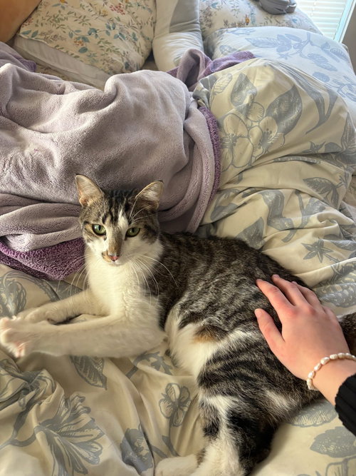 OLIVER - Domestic Short Hair available for adoption