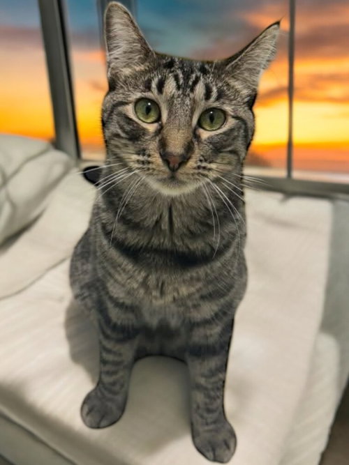 IRIS - Domestic Short Hair available for adoption
