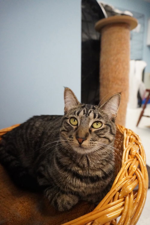 Iris, an adoptable Domestic Short Hair in Champaign, IL