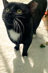 adoptable Cat in champaign, IL named Skittles