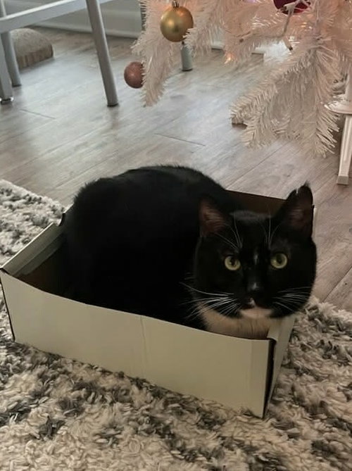 MEMPHIS - Domestic Short Hair available for adoption