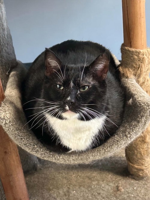 Memphis, a cat for adoption from Champaign Area Trap Spay Neuter and Adoption Program