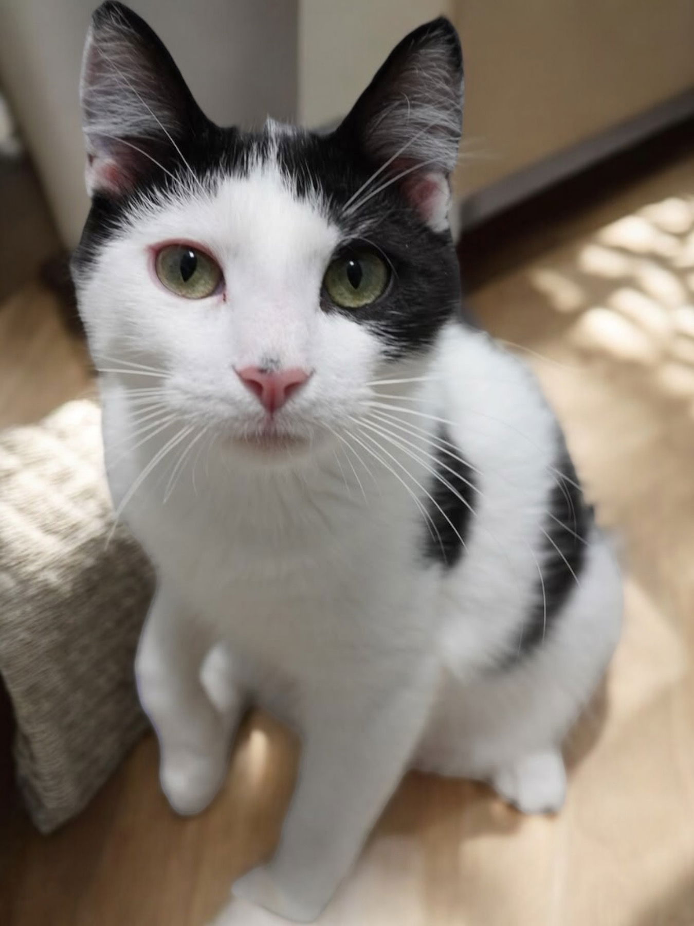 adoptable Cat in Champaign, IL named Acorn