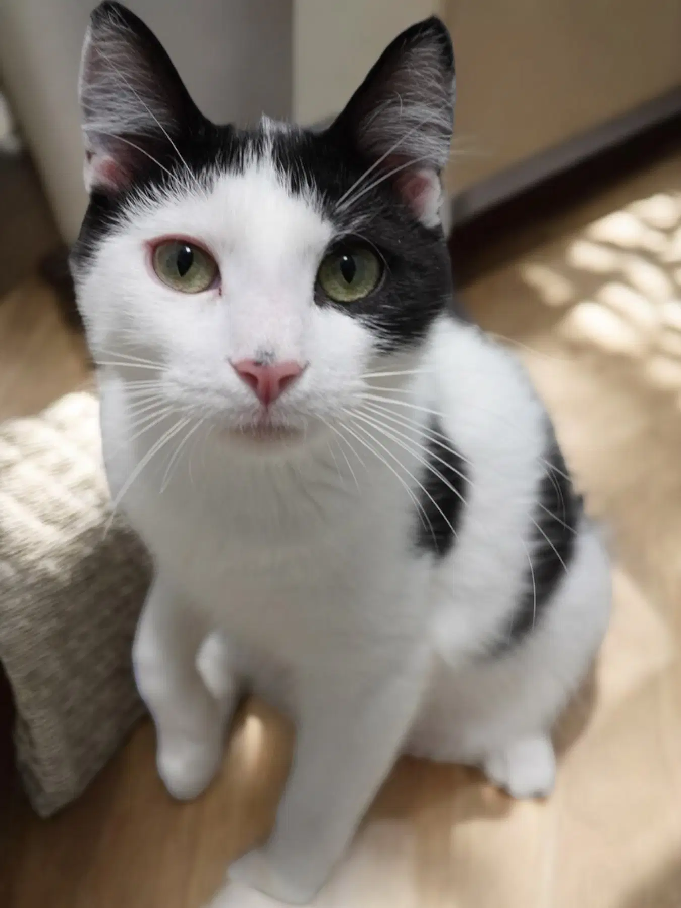 Acorn - Domestic Short Hair