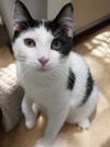 adoptable Cat in champaign, IL named Acorn