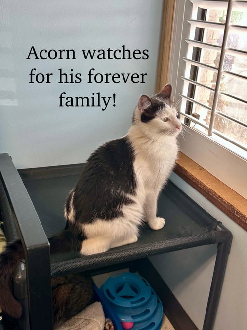 Photo 3 of Acorn