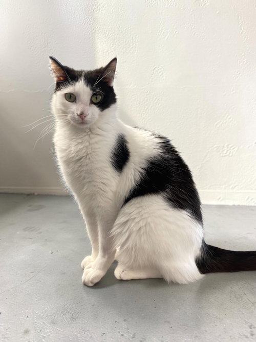 Acorn, a cat for adoption from Champaign Area Trap Spay Neuter and Adoption Program