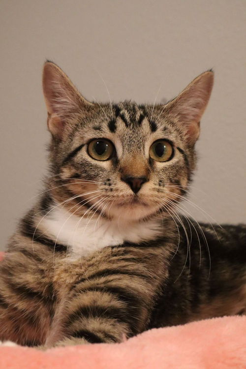 picture of the cat needing adoption