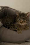 Bob - Photo 5