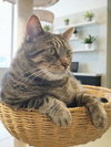 Bob - Photo 1