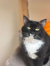 adoptable Cat in  named Charming