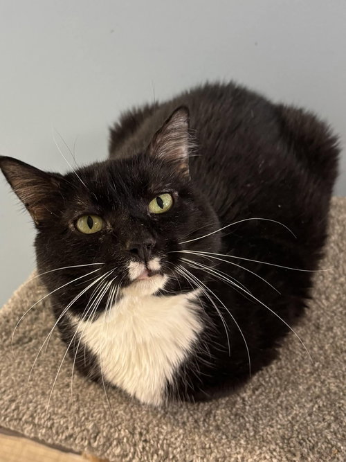 picture of the cat needing adoption
