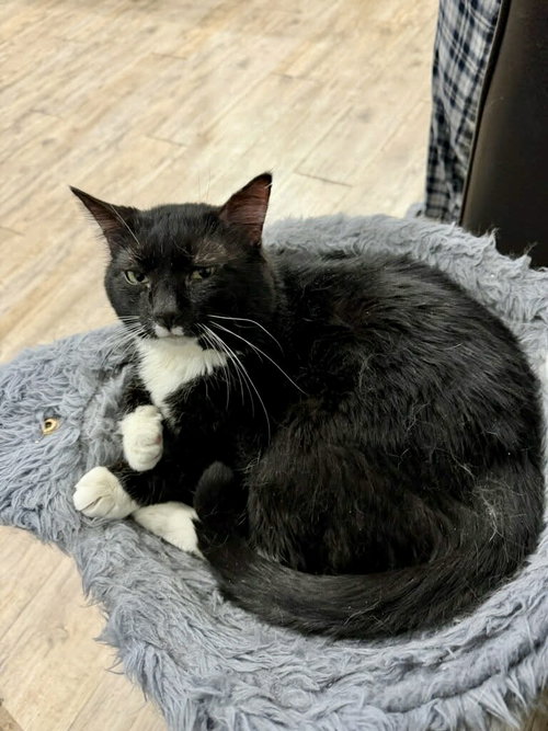 CHARMING - Domestic Short Hair available for adoption
