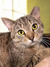 adoptable Cat in champaign, IL named Angus
