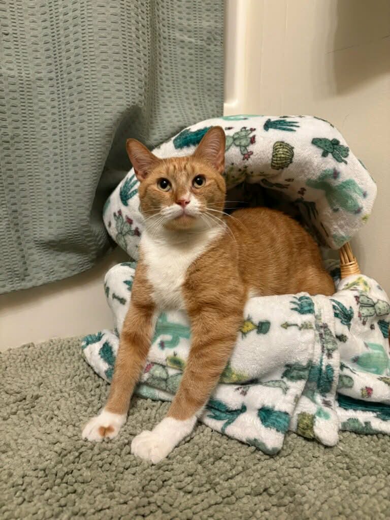 Atlas
