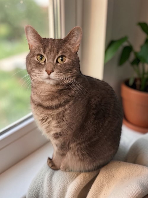 Misty, Adult Domestic Short Hair (short coat), cat for adoption in Bloomington, Illinois