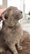 adoptable Cat in champaign, IL named Sterling
