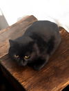 adoptable Cat in champaign, IL named Veronica