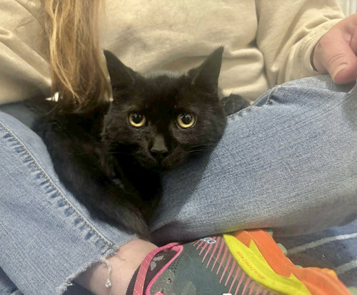 VERONICA - Domestic Short Hair available for adoption