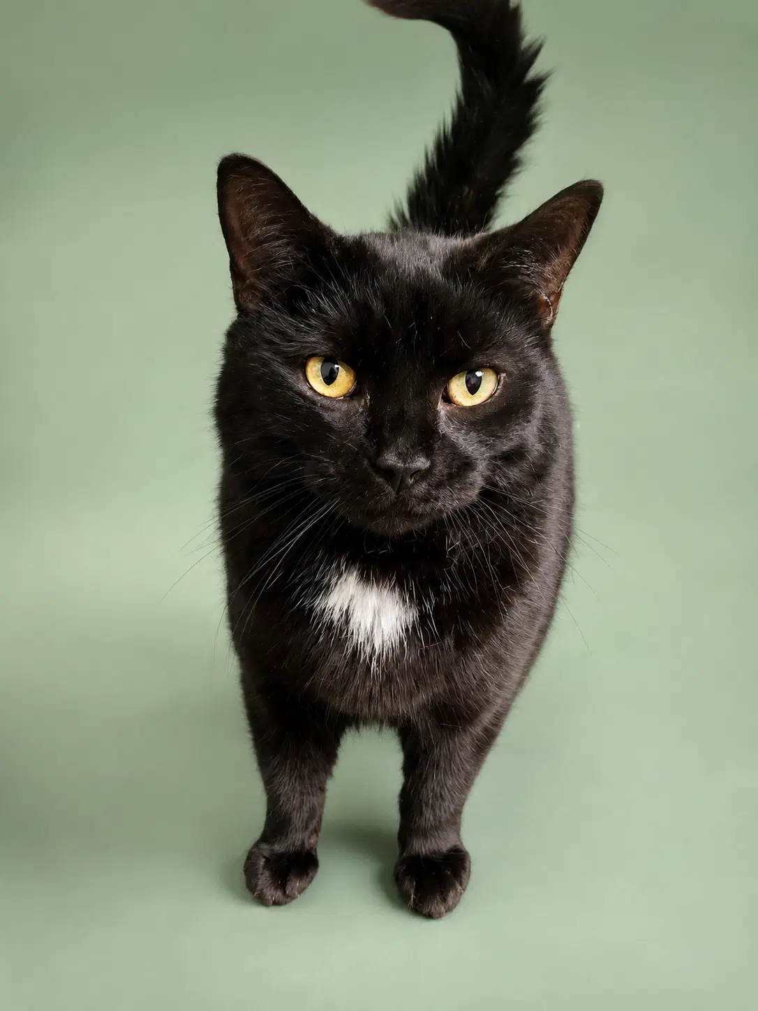 Veronica - Domestic Short Hair