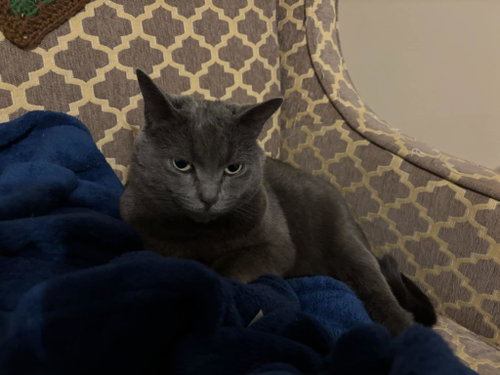 Molly photo 3