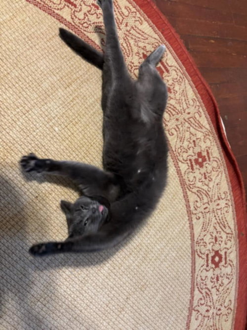 Molly photo 2