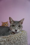 KitKat - Photo 2