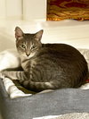 KitKat - Photo 1