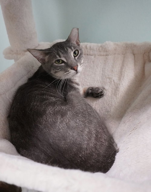 picture of the cat needing adoption