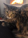 adoptable Cat in  named Quincy