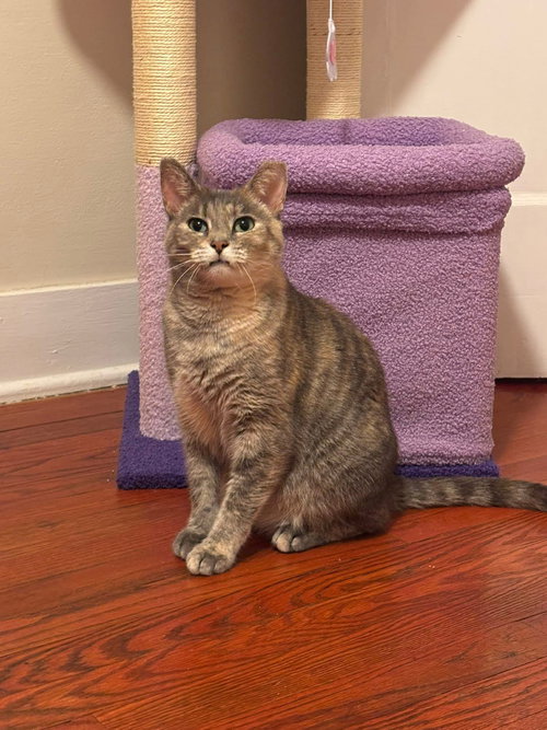 picture of the cat needing adoption