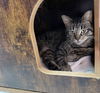 adoptable Cat in champaign, IL named Sydney