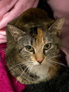 adoptable Cat in champaign, IL named Vienna